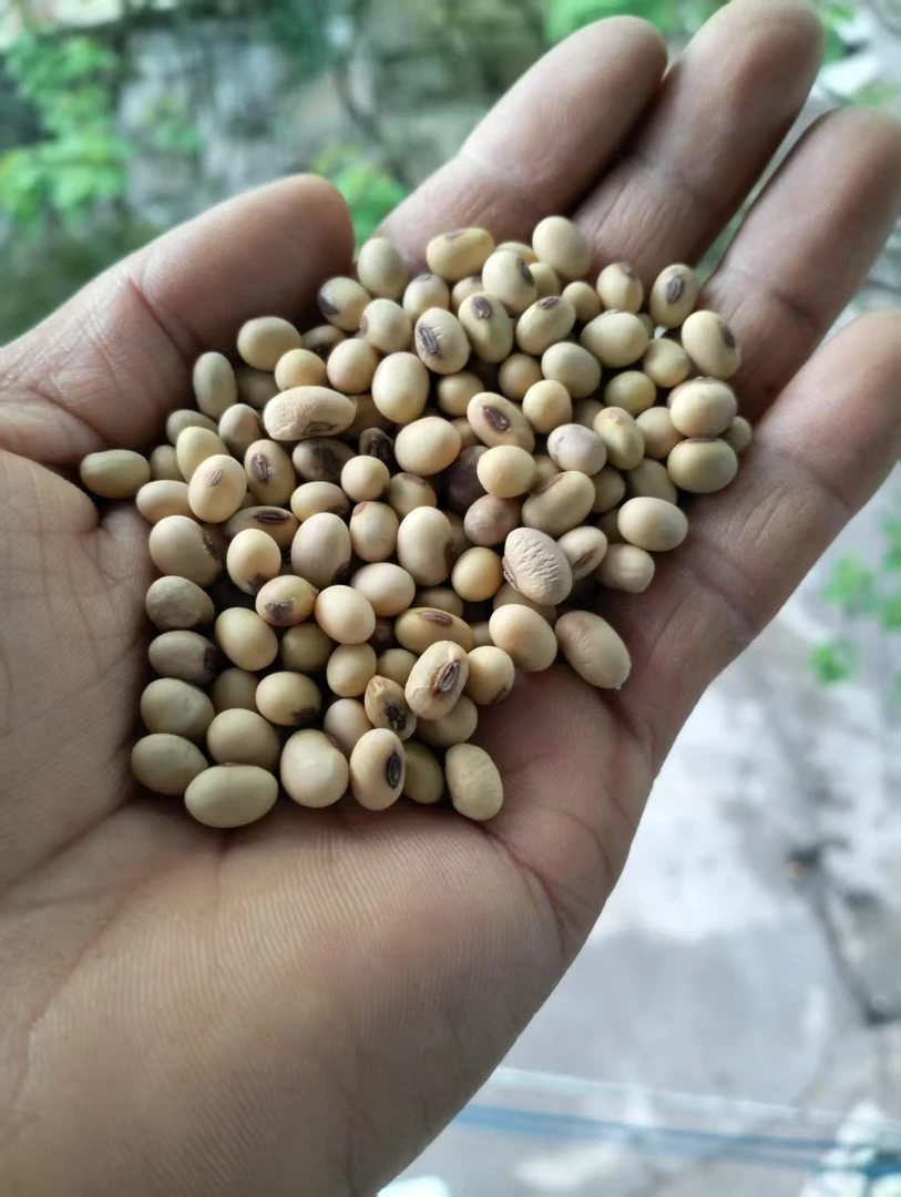 重庆农家自种老品种椭圆土黄豆可发豆芽打豆浆煮粥