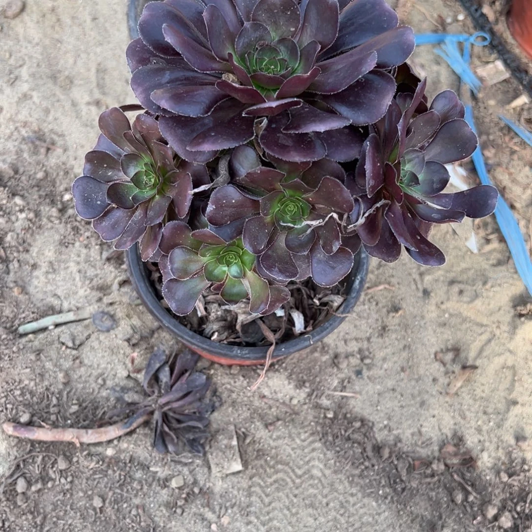 482黑玫瑰多肉植物法师