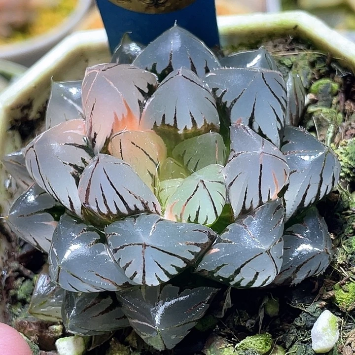 537水晶玉露锦特选度老师