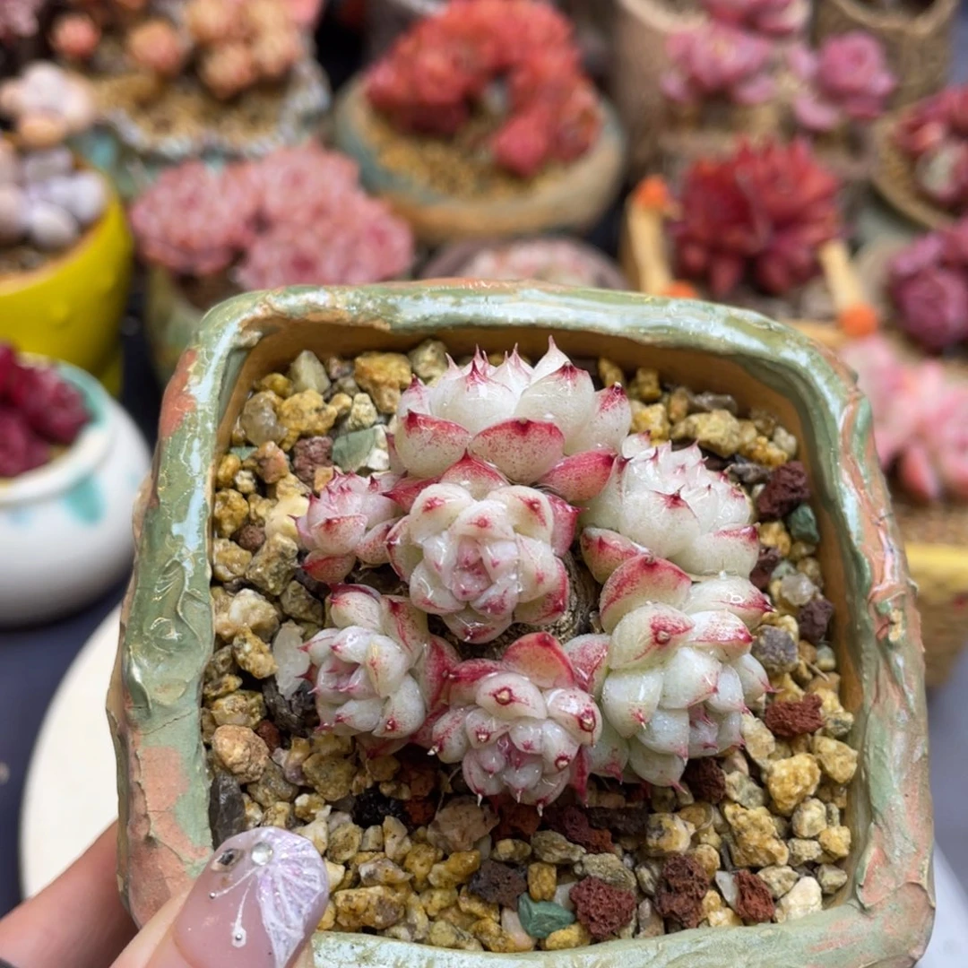 丸叶白底如梦令群