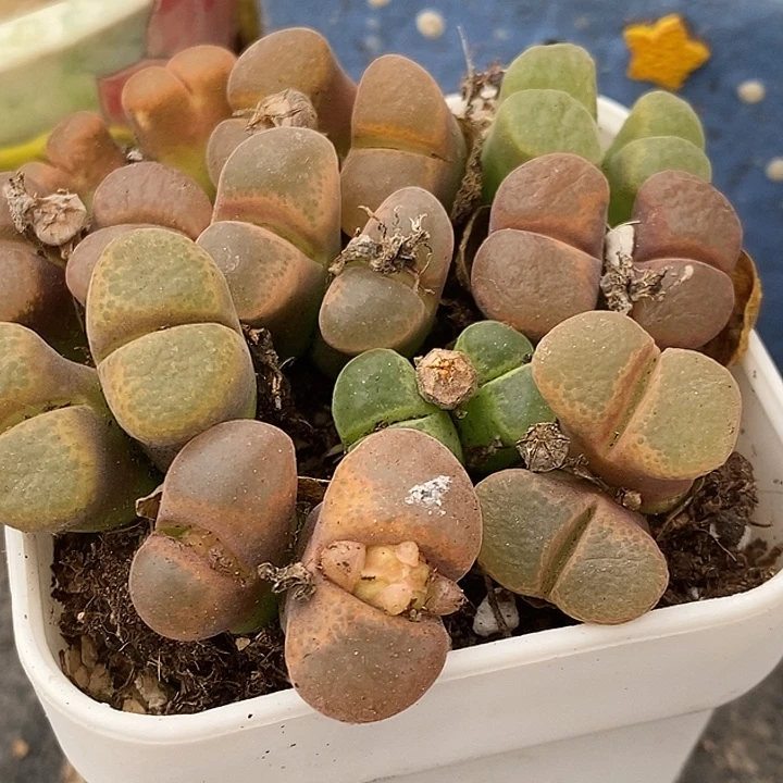双头母本编号混风铃10颗