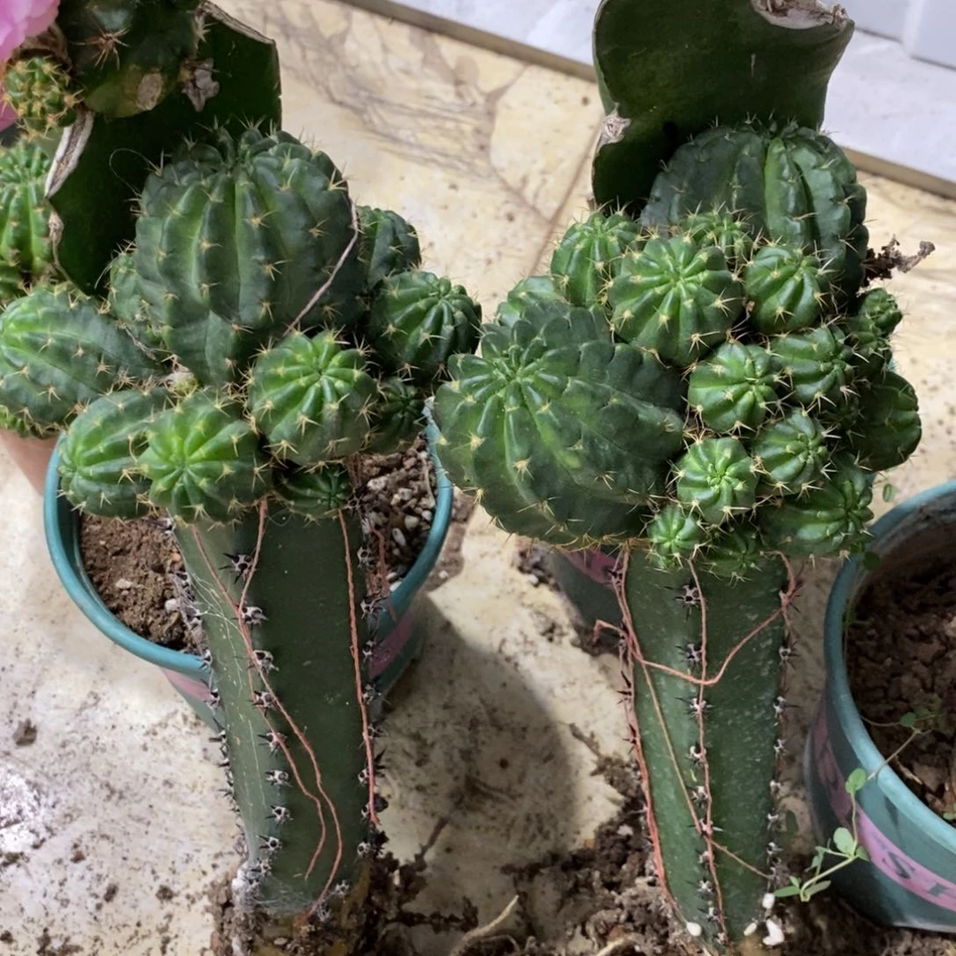 新品群生丽花可可绣谱