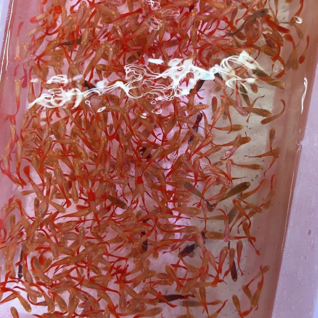 孔雀鱼小红鱼苗30条