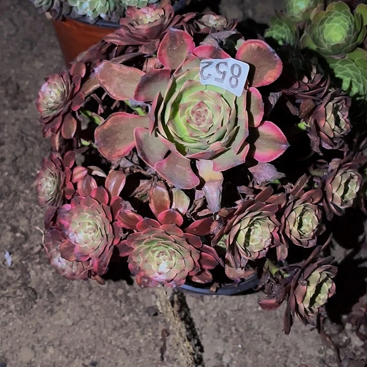 852火烧云多肉植物