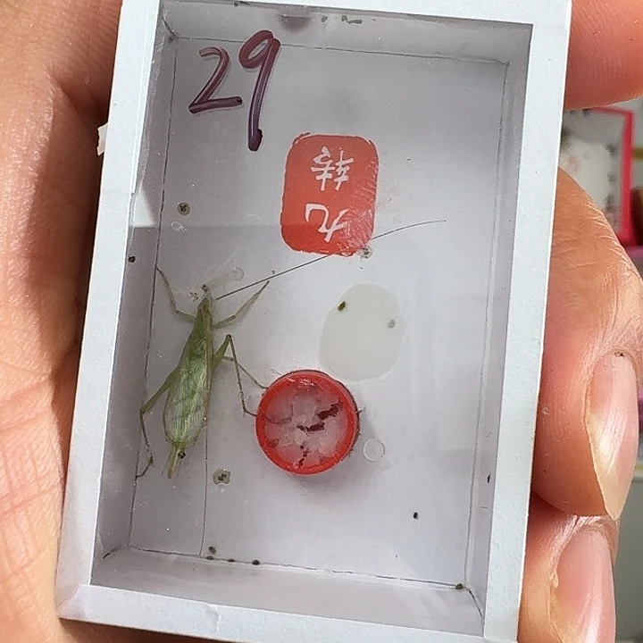 浪***子蟋蟀蝈蝈我在外面11111