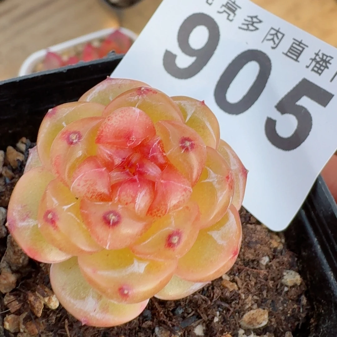 拿铁奶沫      愿你一路坦途，乘风破浪展宏图