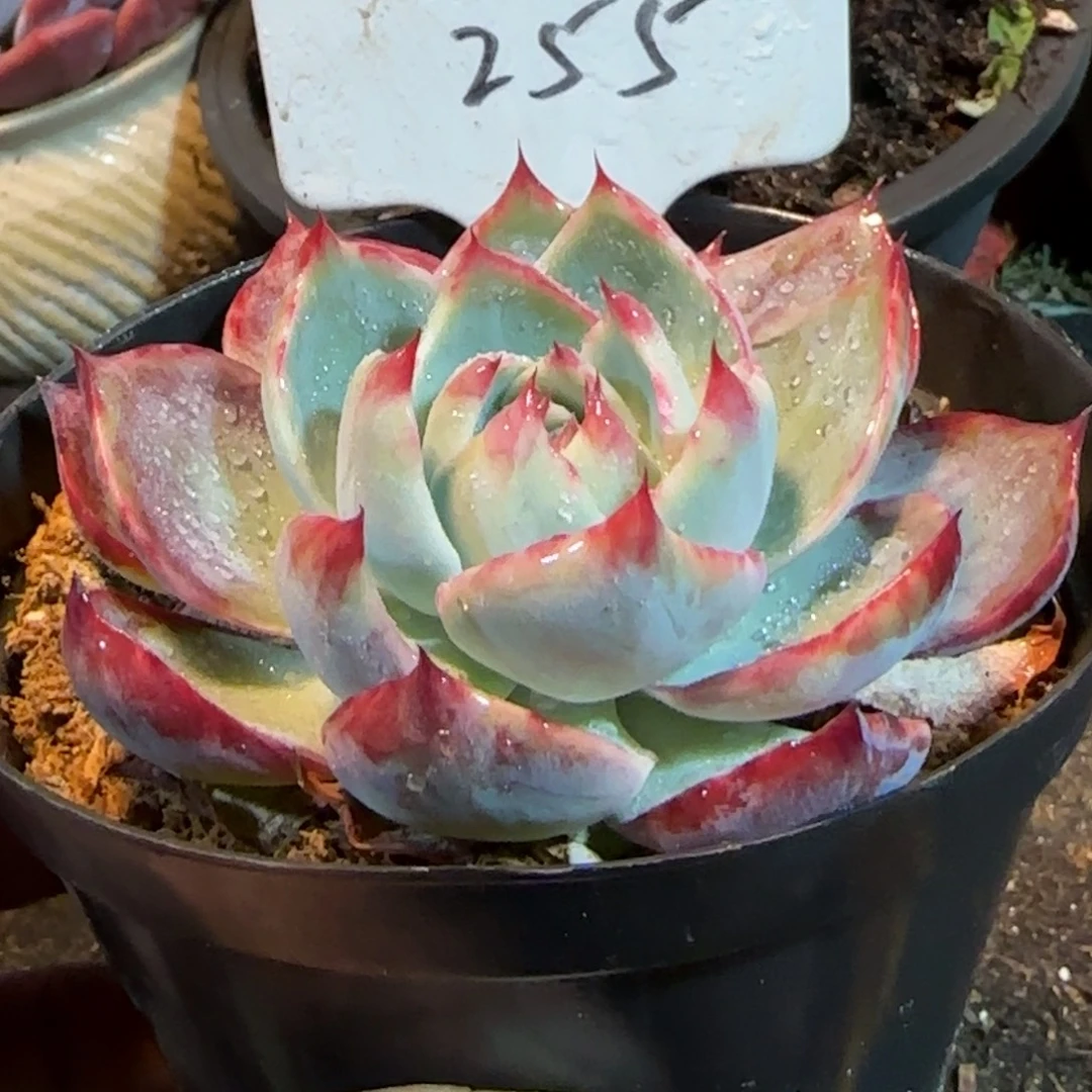 内拉丝惊鸿一物一拍包装收缩花旱255