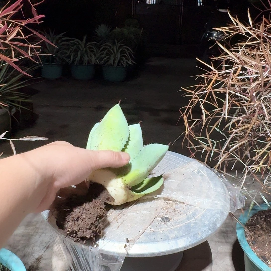 尘***无花朵不知名龙舌兰25