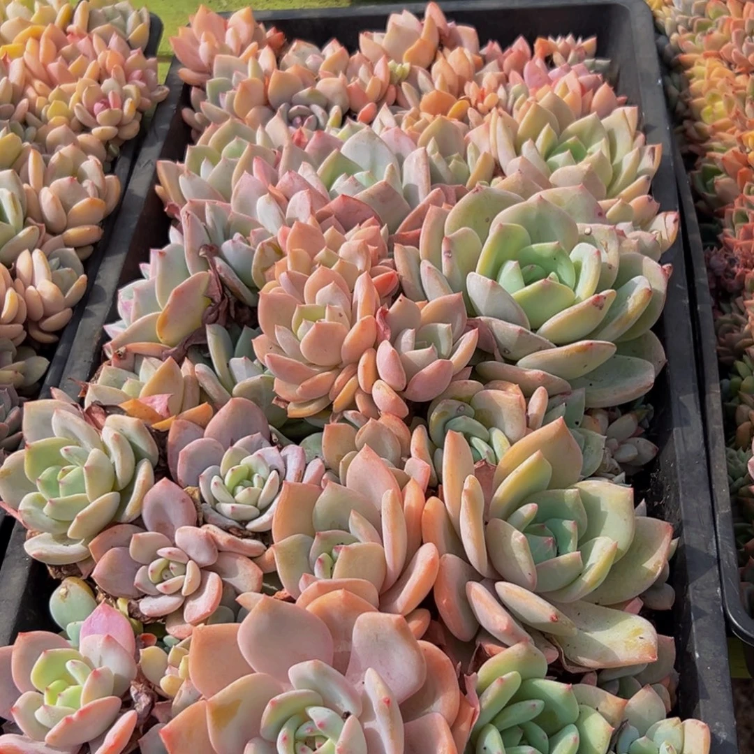 589大热天的一天就过去啦