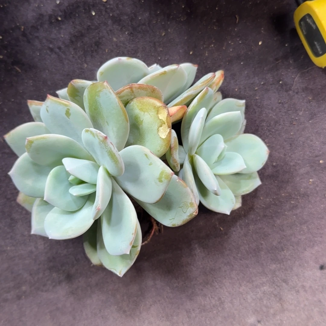 三头韩版奶茶一物一拍