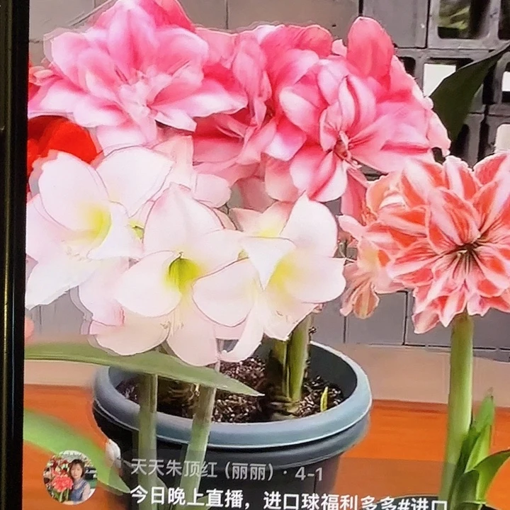 进口品种9+基地球混球