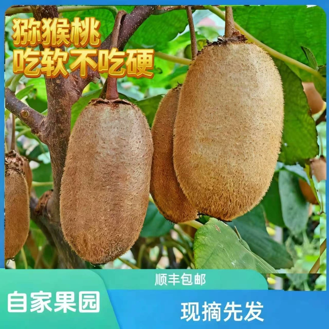 周至金福猕猴桃奇异果应季水果现摘现发【JD顺丰包邮】【坏果包赔】