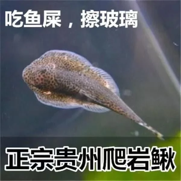 13.8米视频链接链接贵州爬岩鳅琵琶鱼双吸盘