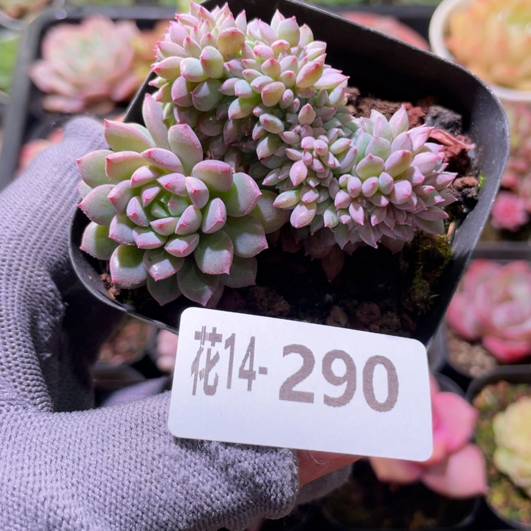 花利美14-290莱恩小精灵缀化