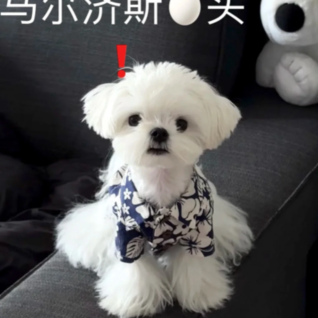 马尔济斯宠物活体链接