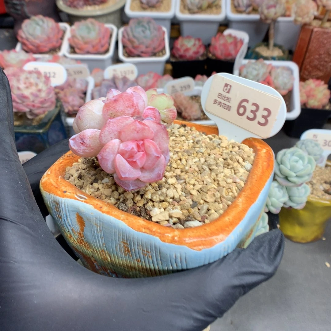 B****u633 冰玉石化多肉