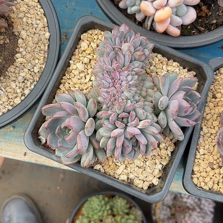 多肉植物一物一拍