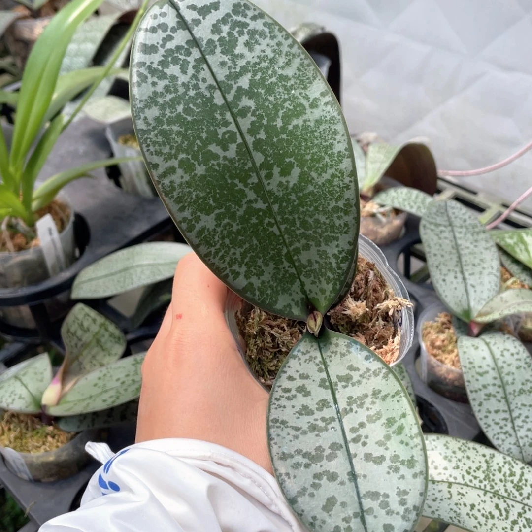 当前无花栽培后可以开花bt371，护林王西交蝴蝶袖全天香西
