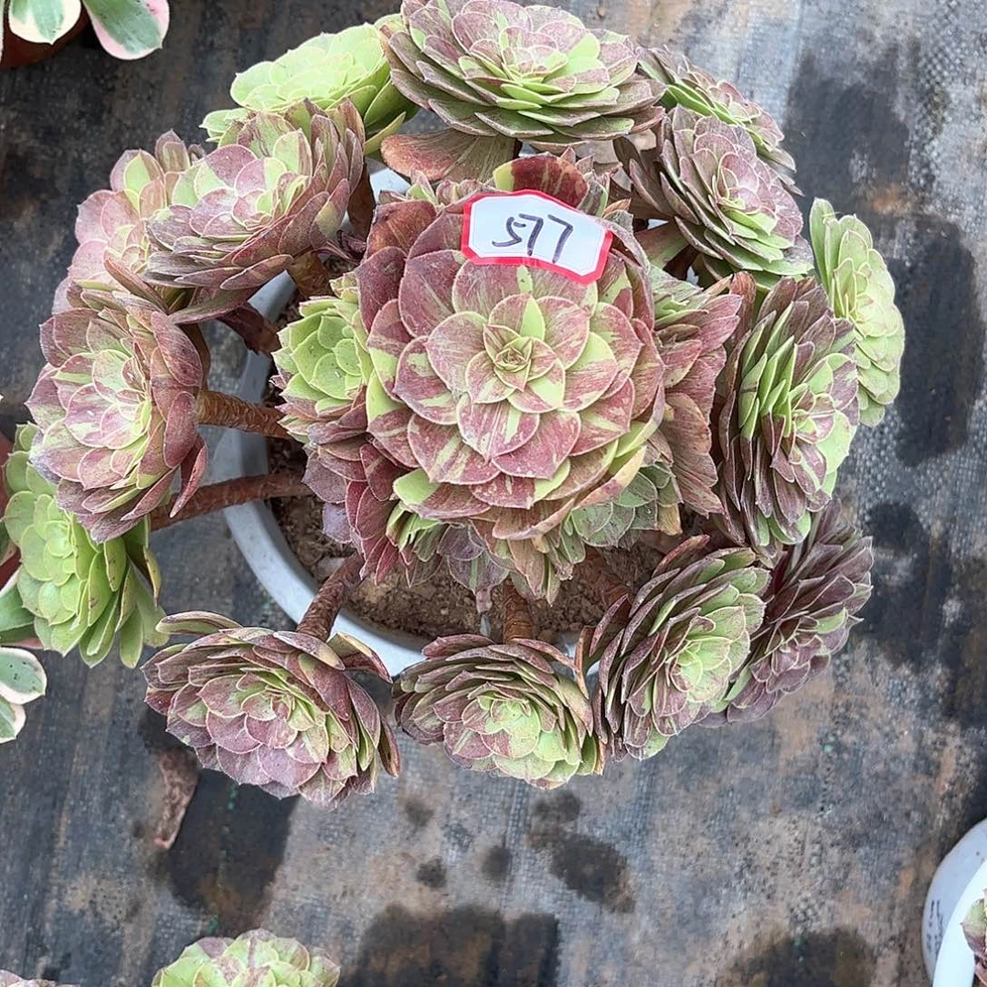 多肉植物577号多肉植物