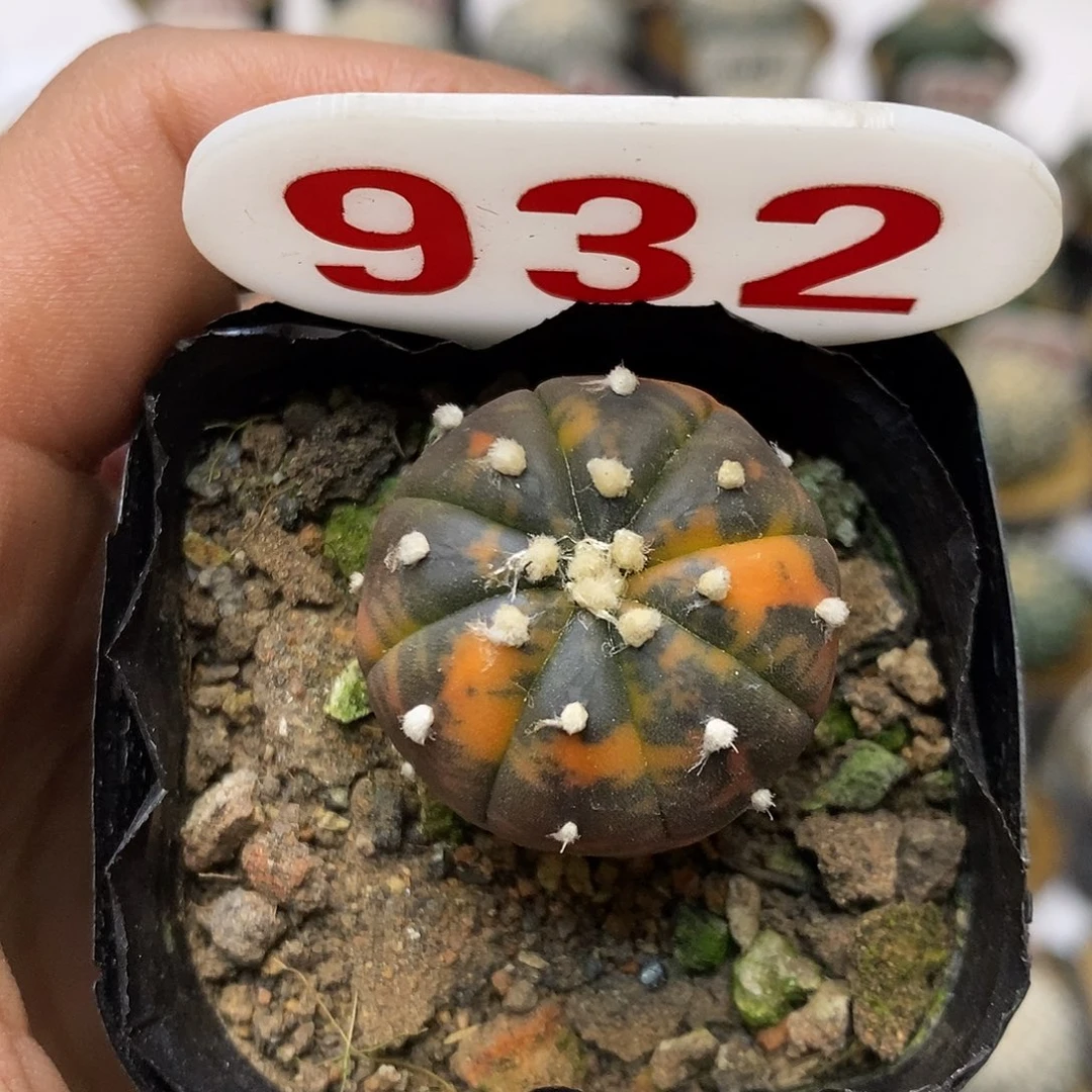 932福利特价来了哦耶