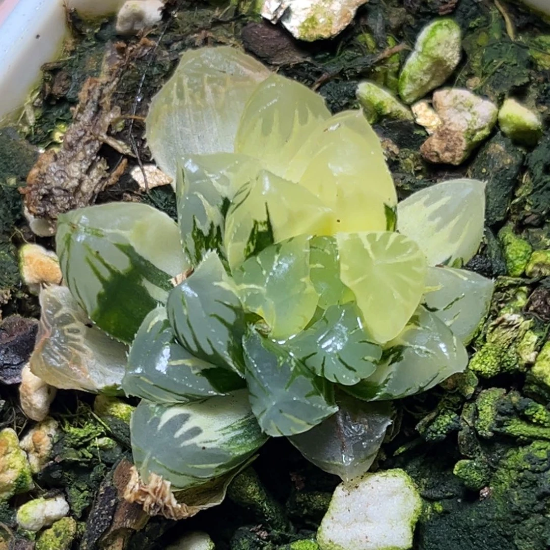 恭喜发财大吉大利0427