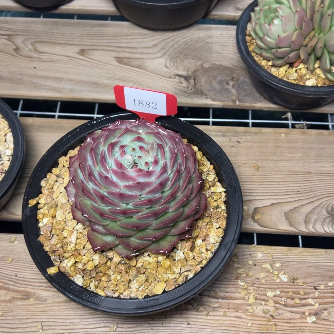 h****21882肉多哦多么多哦