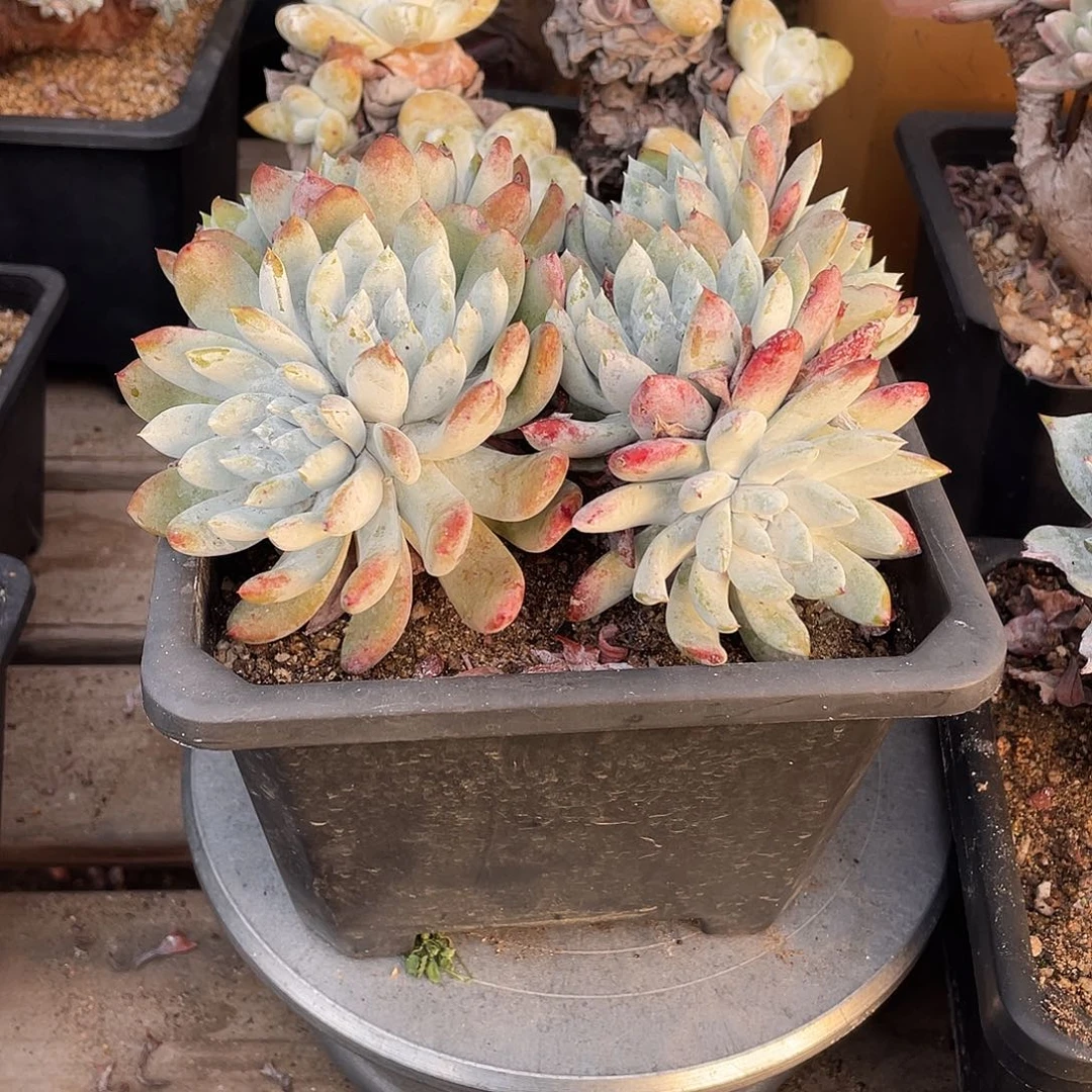 晨溪园艺仙女杯呀