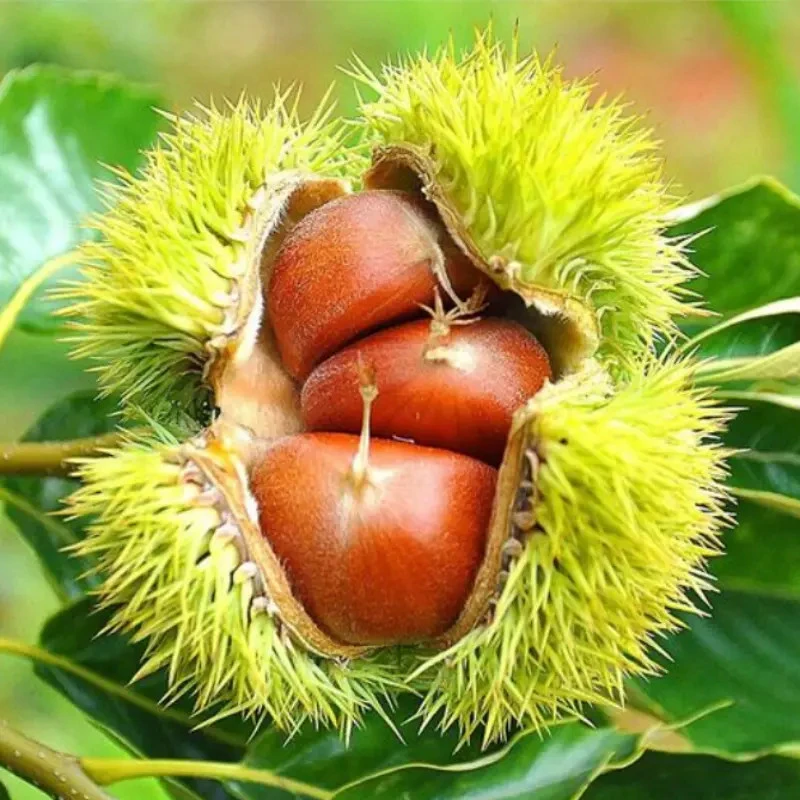 【2年苗3颗装】板栗树苗嫁接大红袍板栗树苗南北方种植抗寒抗旱大果