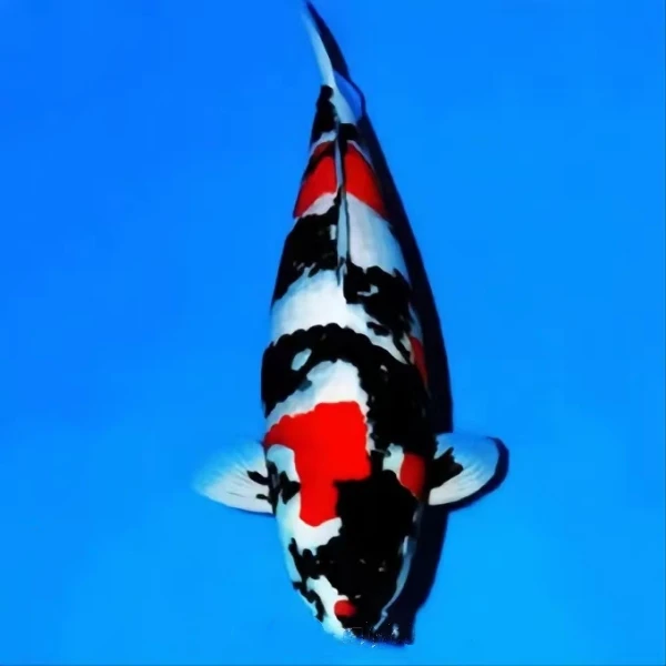 1活体观赏鱼 昭和 菲写 白写  不包邮