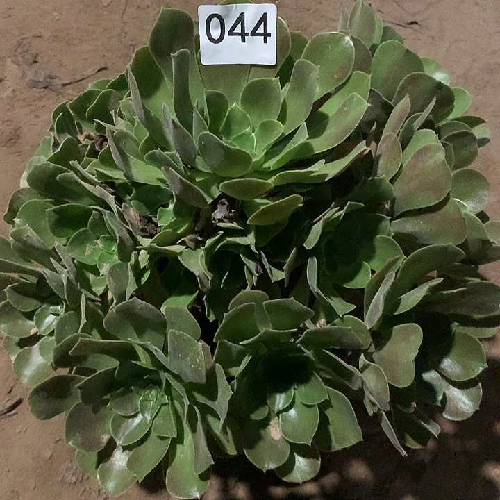 无花朵044柠檬玫瑰晚