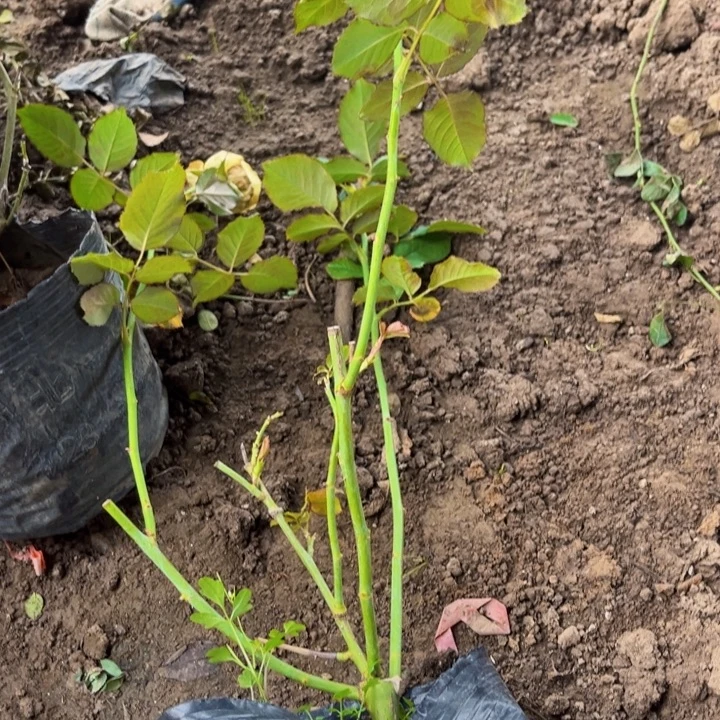 少量花朵（建议范围：2朵-5朵 或40%以下）