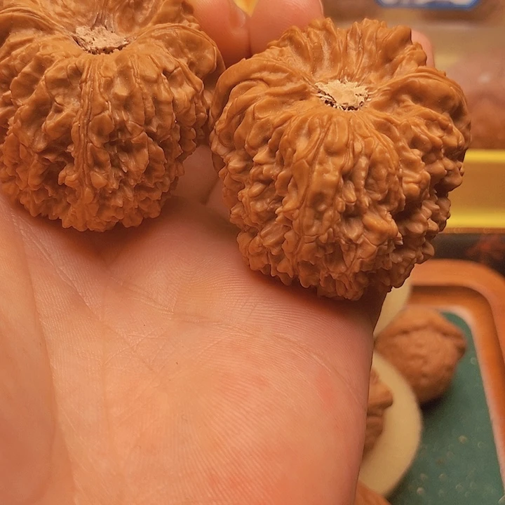 文玩核桃把件边45肚48全品大凹底137金蟾龟背