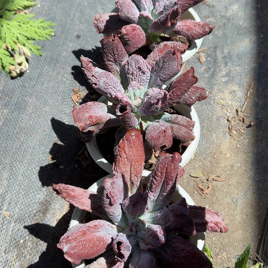 狂野男爵多肉植物精品