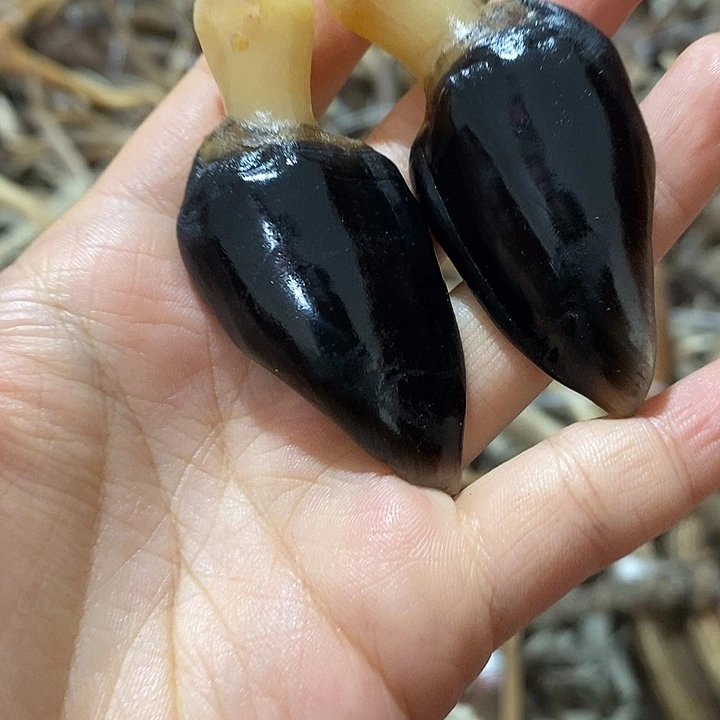 非金属鹿蹄鹿蹄鹿蹄