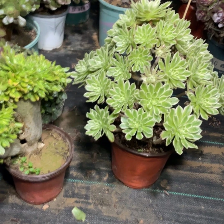 86碧火多肉植物多肉植物