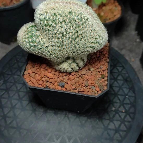 李***住实生红太阳缀化带盆发货