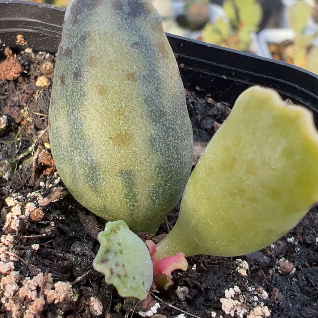 海豹锦大苗多肉植物水泡