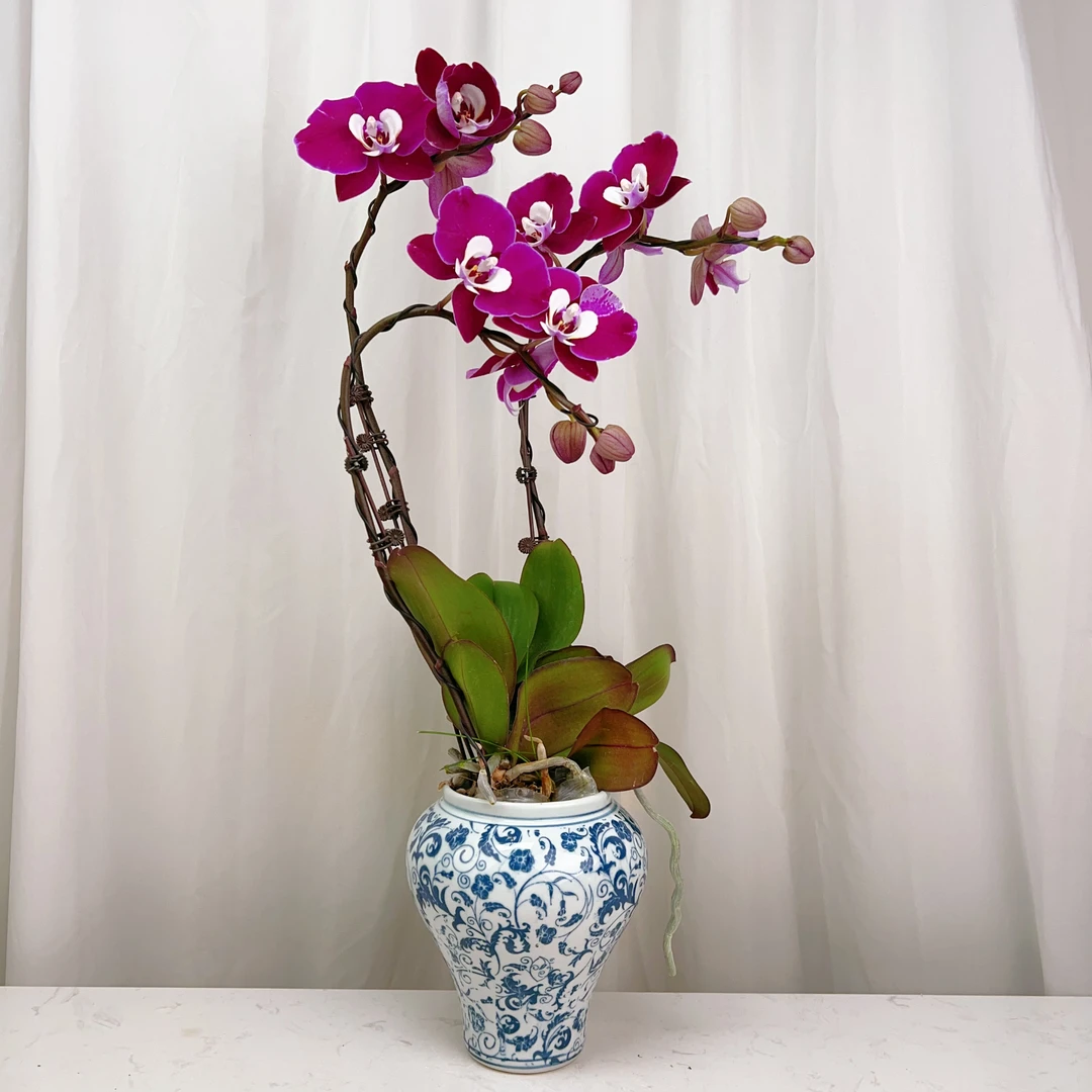 国华优选【米歇尔】精品蝴蝶兰室内花卉高雅高级盆栽艺术组盆