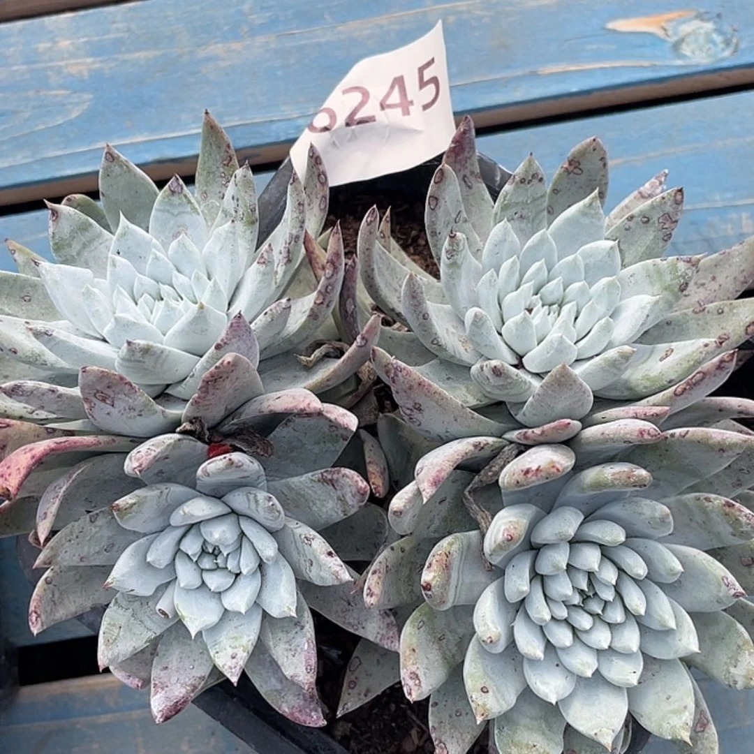 【闪购商品】红拇指杂法瑞