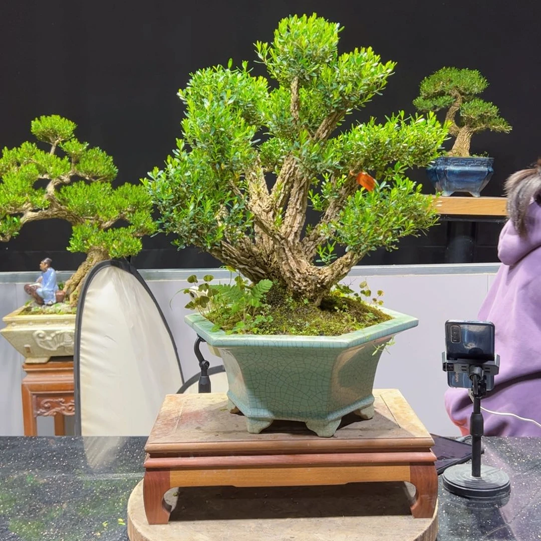 四季常青老桩黄杨盆景