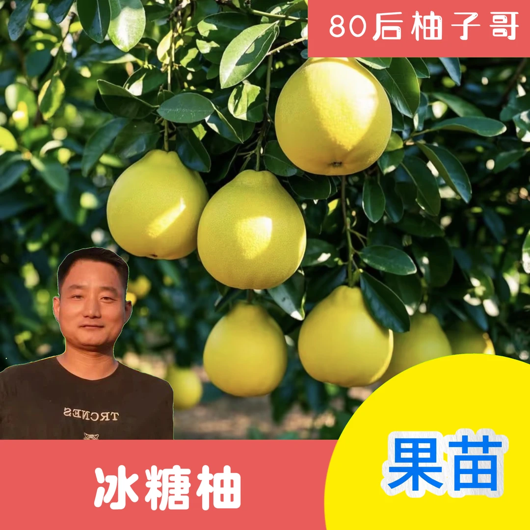 【柚子哥直播间专属】冰糖柚裸根苗两颗 包邮