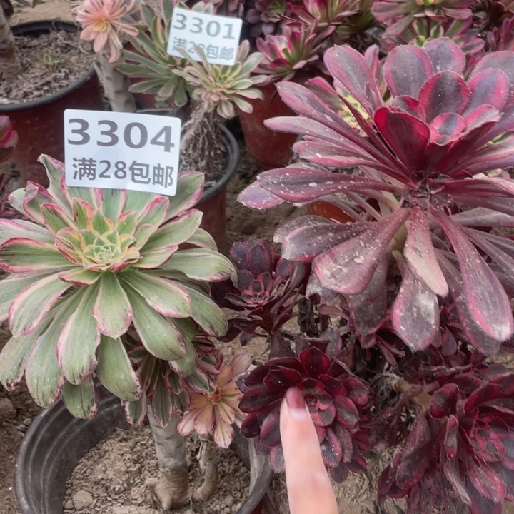 3304二号棚两个多肉植物B