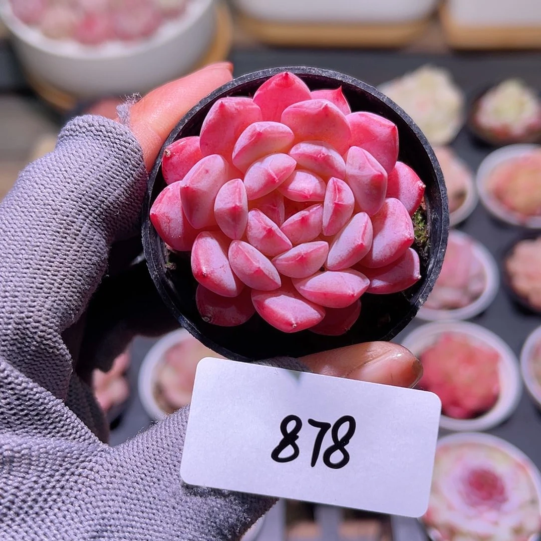 花22-878新品单头