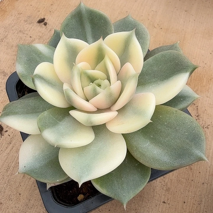 湖腹轮锦腹轮潜力股