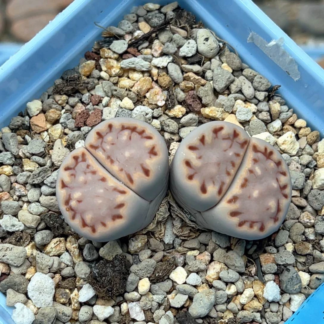 4949双头粉饼干一颗。