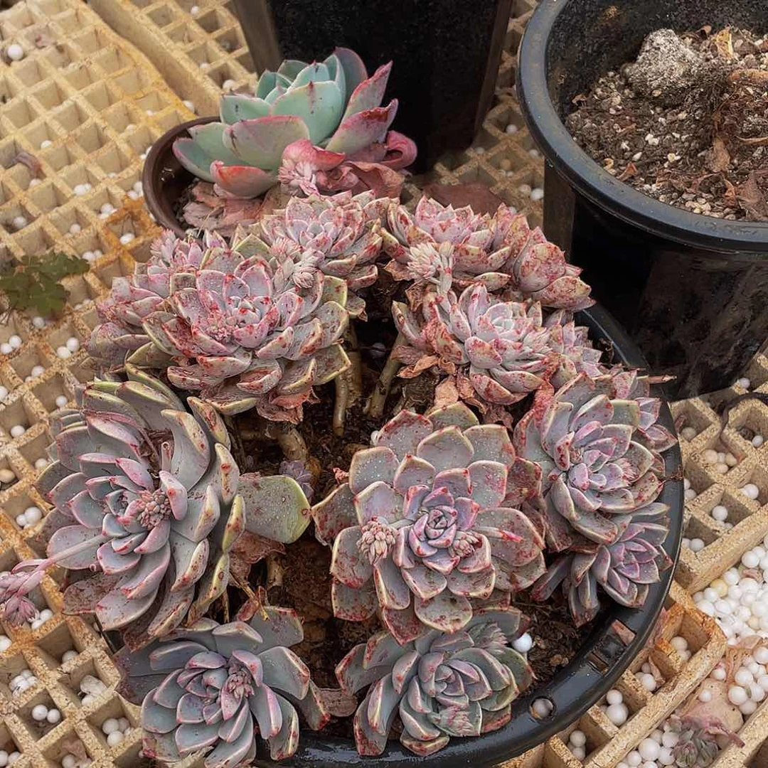 红粉佳人26.8多肉老桩叶片被冰雹打过不售后