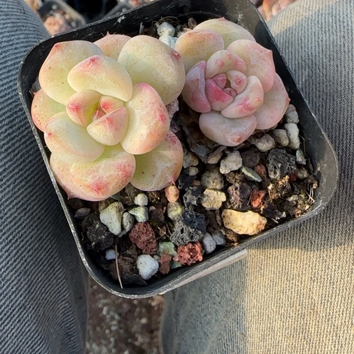 小卡拉米糖心一物一拍