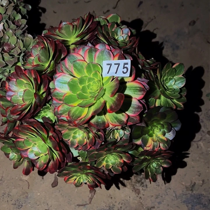 775黄金万两多肉植物处理不售后