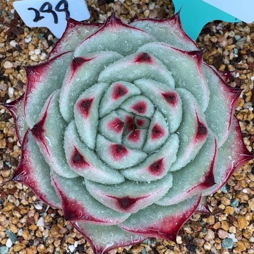 从前慢多肉精选编号1225.208