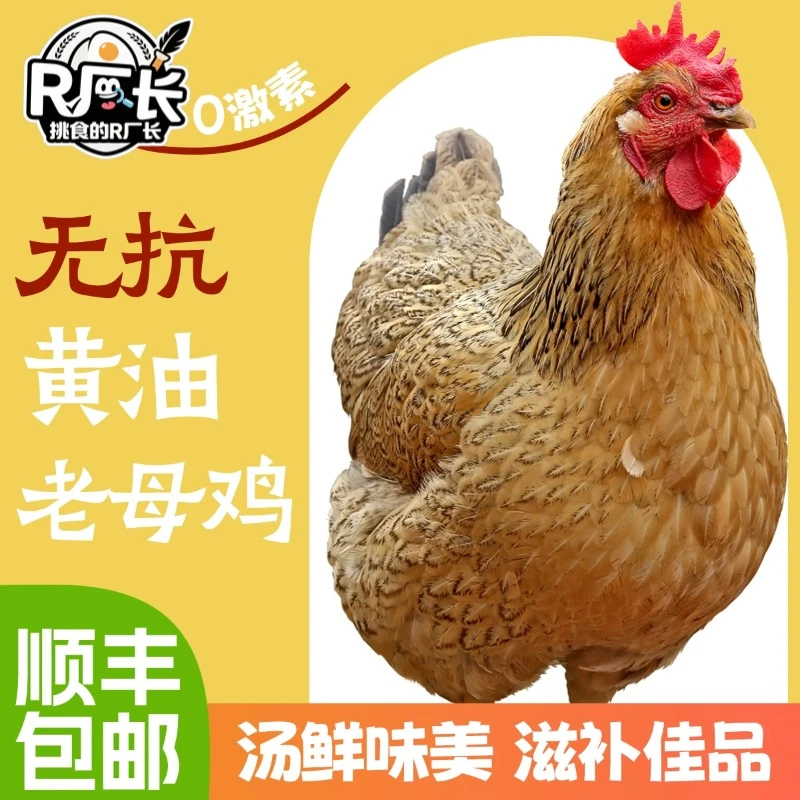 【大别山黄油老母鸡2只装】林间散养500+天五谷喂养产地直发